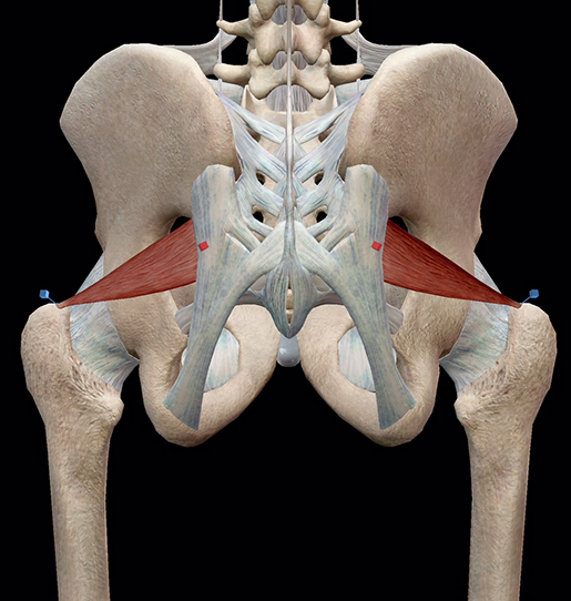 Learn Muscle Anatomy Lateral Rotators